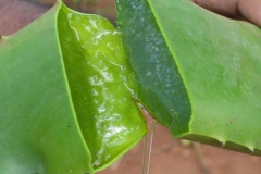 Aloe